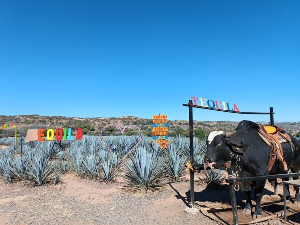 Fábrica de cinco estrellas: Conoce el tequila Orendain - Image 7